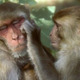 Image for article titled Monkeys experience regret over a game of rock-paper-scissors